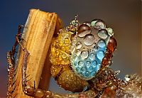 Fauna & Flora: insect macro photography in the rain