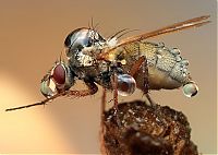 Fauna & Flora: insect macro photography in the rain