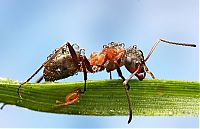 Fauna & Flora: insect macro photography in the rain