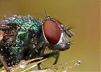 Fauna & Flora: insect macro photography in the rain