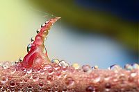 Fauna & Flora: insect macro photography in the rain