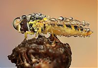 insect macro photography in the rain