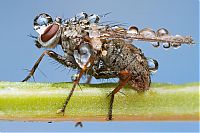 insect macro photography in the rain