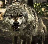 TopRq.com search results: gray wolf