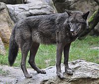 Fauna & Flora: gray wolf