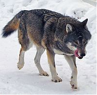 TopRq.com search results: gray wolf