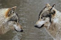 Fauna & Flora: gray wolf