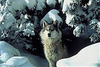 TopRq.com search results: gray wolf