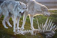 Fauna & Flora: gray wolf