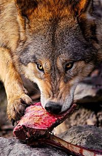 Fauna & Flora: gray wolf