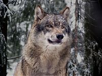 TopRq.com search results: gray wolf