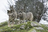 TopRq.com search results: gray wolf