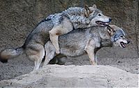 TopRq.com search results: gray wolf