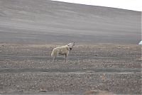 Fauna & Flora: gray wolf