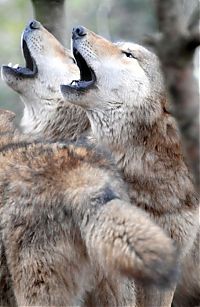 TopRq.com search results: gray wolf
