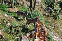 Fauna & Flora: gray wolf