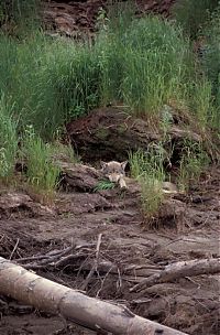 Fauna & Flora: gray wolf