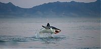 Fauna & Flora: hunting shark