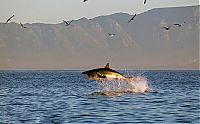 TopRq.com search results: hunting shark