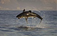 hunting shark