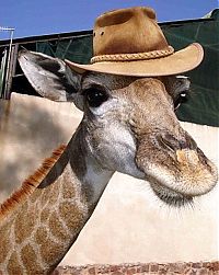 TopRq.com search results: pet giraffe