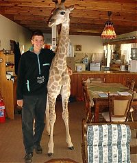 Fauna & Flora: pet giraffe