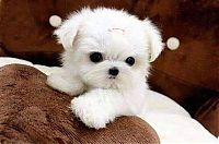 TopRq.com search results: cute puppy dog
