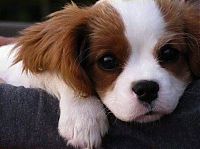 TopRq.com search results: cute puppy dog