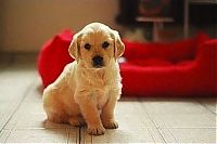 TopRq.com search results: cute puppy dog