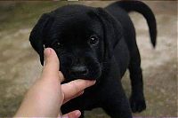 TopRq.com search results: cute puppy dog