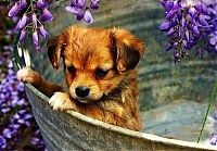 Fauna & Flora: cute puppy dog