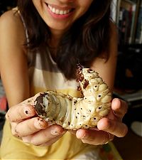 TopRq.com search results: the life of a hercules beetle