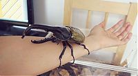 TopRq.com search results: the life of a hercules beetle