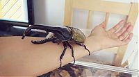 Fauna & Flora: the life of a hercules beetle