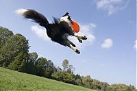 Fauna & Flora: dog catching a flying disc