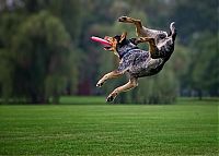 Fauna & Flora: dog catching a flying disc