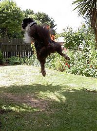 TopRq.com search results: dog catching a flying disc