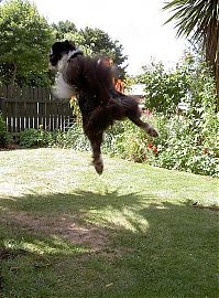 Fauna & Flora: dog catching a flying disc