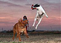 Fauna & Flora: dog catching a flying disc