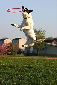 Fauna & Flora: dog catching a flying disc