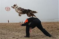 Fauna & Flora: dog catching a flying disc