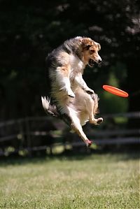 Fauna & Flora: dog catching a flying disc