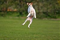 Fauna & Flora: dog catching a flying disc