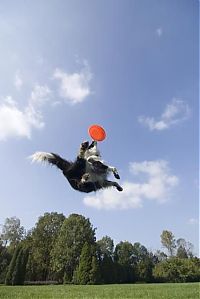 TopRq.com search results: dog catching a flying disc