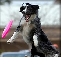 Fauna & Flora: dog catching a flying disc