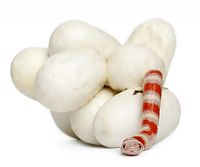 Fauna & Flora: baby milk snake hatches from egg