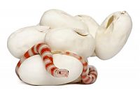 Fauna & Flora: baby milk snake hatches from egg