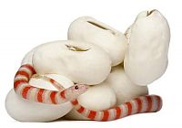 TopRq.com search results: baby milk snake hatches from egg