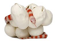 TopRq.com search results: baby milk snake hatches from egg