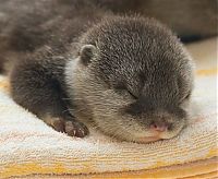 Fauna & Flora: baby otters